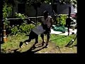 The Paperboy vs. The Beast