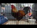 2012 Rooster Crow Weekend