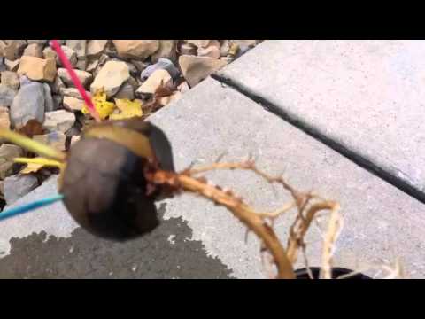 how to transplant avocado