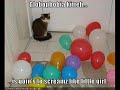 Kitteh Horror Flick Kitteh Horror Flick