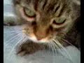 Daisy is a persian kitty