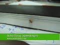bicho pelusa — 毛玉虫 — furball bug