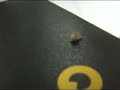 bicho pelusa — 毛玉虫 — furball bug