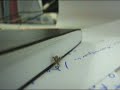 bicho pelusa — 毛玉虫 — furball bug