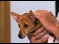 Video zur Welpenerziehung - Ist Ihr Welpe empfindlich? (Episode 11) Video zur Welpenerziehung - Ist Ihr Welpe empfindlich? (Episode 11)