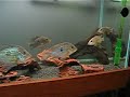 Geophagus Brasilliensis