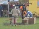 Celso Alves - CaneUtile - Mondioring 3 Campeonato Mundo 2007 Celso Alves - CaneUtile - Mondioring 3 Campeonato Mundo 2007