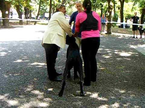 dogue allemand
