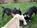 Three Frenchies and a Boston-Part 2 Three Frenchies and a Boston-Part 2