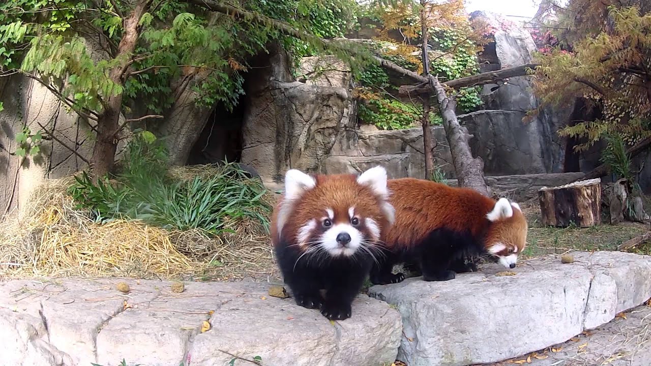 Red Panda Cubs on Exhibit at Lincoln Park Zoo