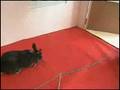 Big Bunny