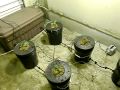 COOP Recirculating DWC Mother Plant System