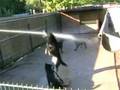 videos de DIe Wasserratten v.d. Dellwiger Grenze