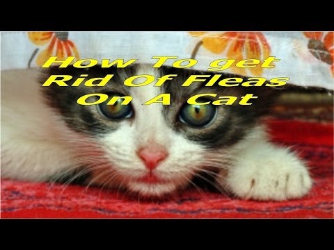 how to get rid of flea eggs