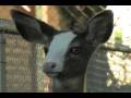 videos de cowdeer2.mov