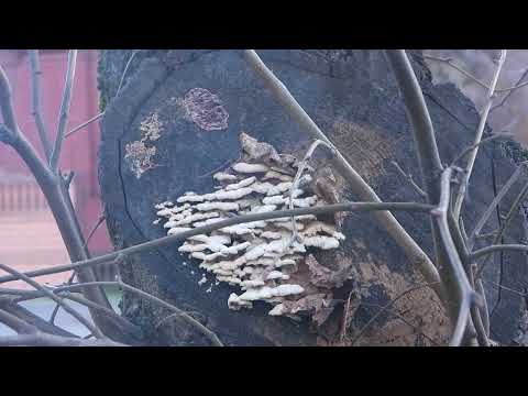 Барановичи день за днем. 03.12.22.