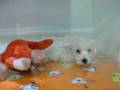 videos de Westy Macho STA REF:198