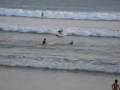 videos de Tosa