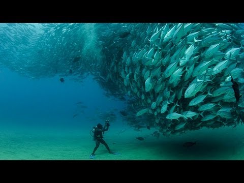 fish - Fish Tornado. A huge school of jack tuna (bigeye trevally) swarm together in this amazing display of courtship. They absolutely dwarf the scuba diver. Octavi...