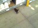Kitty at Lowes