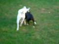 Fador & Keila Playing