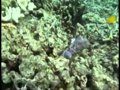 how to replant corals