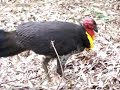 Brush Turkey at Lane Cove River Tourist Park Sydney
