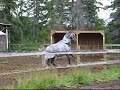 Horse playing in pen Horse playing in pen