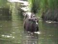Moose