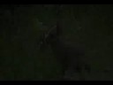 Snowshoe hares Snowshoe hares