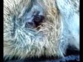 Bot Fly Larvae VS Rabbit I