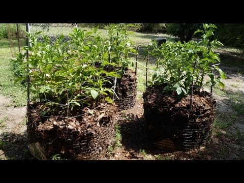 how to replant potatoes