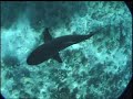 diving the saratoga and shark pass