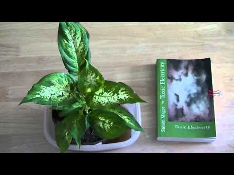 how to plant a dumb cane