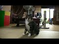 Cats Play?