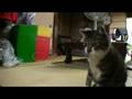 Cats Play♪