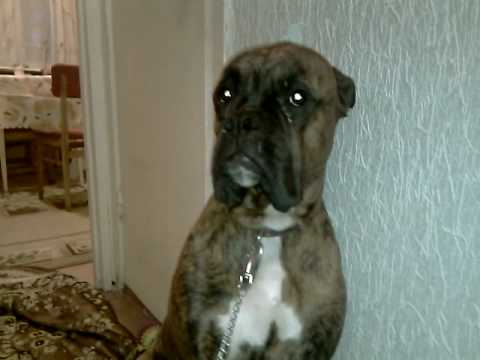 YouTube Трейлер