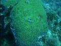 videos de Florida Keys, 2008.wmv