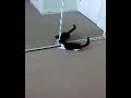 Remus attacking himself.avi