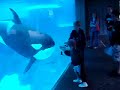 baby shamu entertains baby shamu entertains