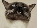 Catz