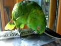 Ringo the Amazon Parrot - whooping it up!