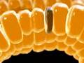 BPH Cell Growth