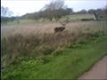Amazing footage of Deer caught in Richmond Park