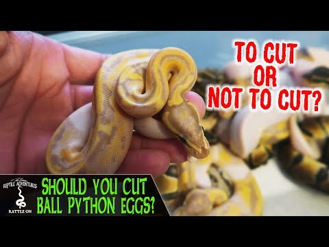 YouTube reptile video