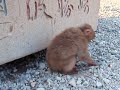 伊豆、波勝崎苑の猿（穴堀りおサルさん）Japanese Macaque Monkeys