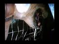 Hog Dog Camera Hog Dog Camera