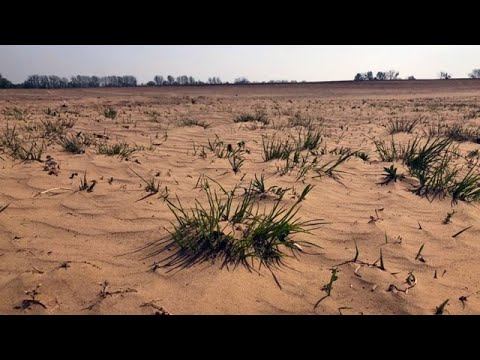 Extreme Trockenheit: Die Mini-Sahara von Brandenbur ...