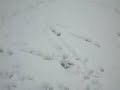 Elliott, Shannan et Theo dans la neige