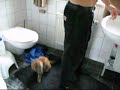 axe - bcww für miezen boom chicka wah wah axe - bcww für miezen boom chicka wah wah